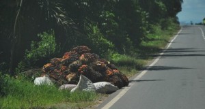 Sangatta – Kongbeng Mulus, Masyarakat Senang