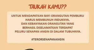 Kasmidi Minta Diusut Pembantai Orang Utan di Teluk Pandan