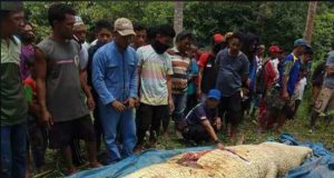 Ribuan Ekor Buaya Ukuran Besar Ada di Sandaran