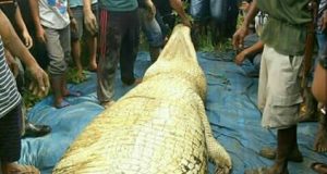 Aso Diterkam Buaya Marukangan, Tersisa Hanya Kepala