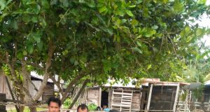 Dini Hari Tadi : Bawa 280 Ton Beras, Kapal Bunga Harapan Tenggelam di Tanjung Mangkaliat