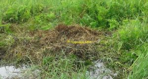 Yayasan Ulin Temukan Sarang Buaya Siam di Loah Toh