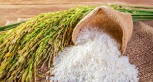 Beras Bansos Manfaatkan Hasil Panen Petani Lokal