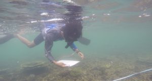 Diduga Akibat Bom Ikan, Terumbu Karang Teluk Kaba Rusak Berat