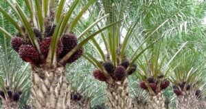 Menanti DBH Sawit, David Rante Sebut Belum Ada Kabar Pasti