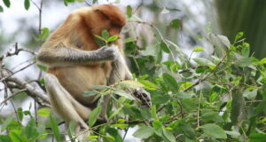 Pertamina EP Sangasanga Field Siapkan Kemandirian Pokdarwis Ekowisata Sungai Hitam Lestari Bagi Pelestarian Bekantan