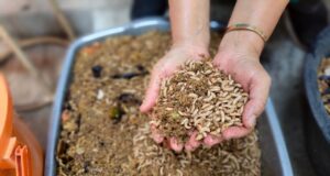 Integrated Farming, Ubah Sampah Organik jadi Rupiah