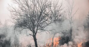 Rawan Karhutla di Kutim, Jimmi Ingatkan Warga Tetap Waspada Terhadap Karhutla