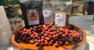 Kopi Goa Cullang, Kenikmatan Rasa Tersembunyi di Agrowisata Goa Taman Buah Mandiri Kecamatan Teluk Pandan
