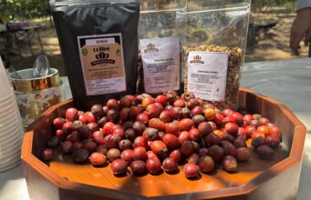 Kopi Goa Cullang, Kenikmatan Rasa Tersembunyi di Agrowisata Goa Taman Buah Mandiri Kecamatan Teluk Pandan